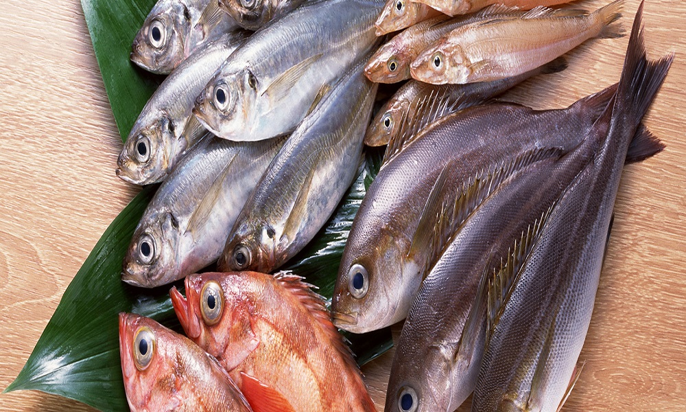 Những loại cá chứa hàm lượng thủy ngân ăn nhiều sẽ ảnh hưởng đến sức khỏe trẻ em
